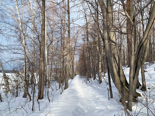 Russia, Chelyabinsk region. Winter deciduous forest on Elm (Vyazovy) island on lake Uvildy on a Sunny winter day
