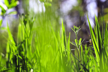 трава grass