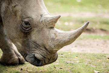 Obraz premium rhinicéros