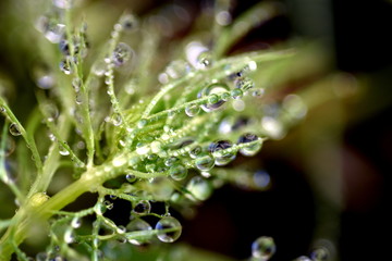 Wassertröpfchen auf Jungfer-im-Grünen-Blatt