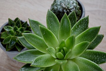 Water drops on Echeveria leaves