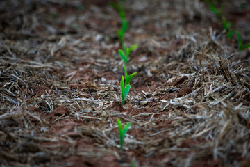 Corn growth