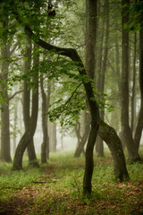 Obraz premium trees in the forest