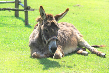 Fototapeta premium Cute brown gray donkey on a green meadow in summer or spring.