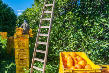 Harvest time. boxes full of just picked tarocco oranges, Sicily