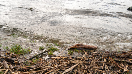 Wild shore of a lake or reservoir. Small waves run on the shore. Water rustles the dead branches and stems of reeds. A branch from a tree floats on the surface of the water.