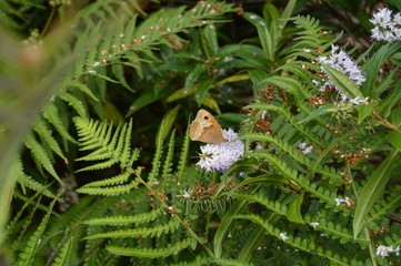 Meadow Brown Butterfly, Maniola jurtina, Devon, near Newton Abbot