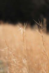 dry grass in the wind