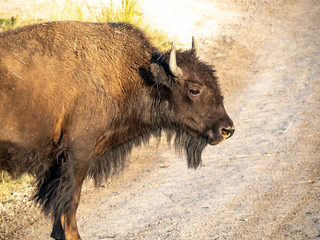 American Bison in grasslands at sunset.