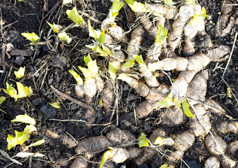 A group of spring irises with rhizomes, exposed roots, side view. green leaves of perennial bulbous flowers