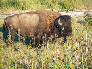 American Bison in grasslands at sunset.