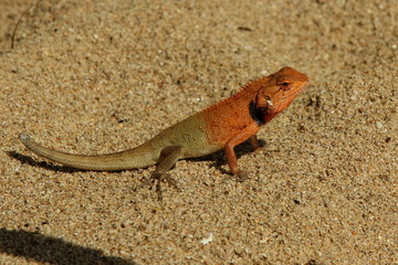 Lizard in the sand. Small tropical reptile. Nature animal.