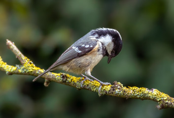 Coal Tit - periparus ater - on lichen covered branch