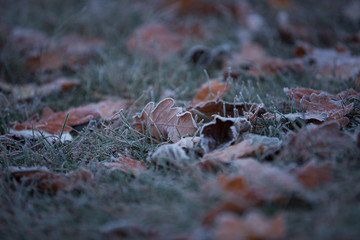 autumn leaves on the ground