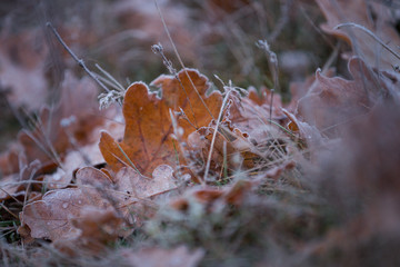 frost on the grass