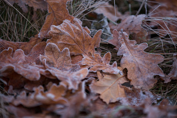 autumn leaves on the ground