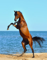 Purebred bay arabian stallion rearing on the beach against bright blue sky.