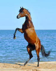 Purebred bay arabian stallion rearing on the beach against bright blue sky.