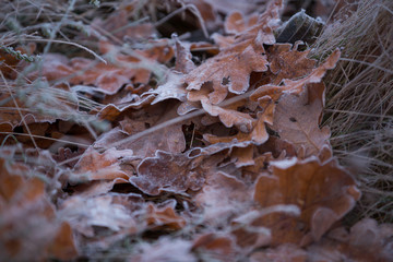 frost on the leaves