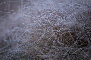 frost on the branches