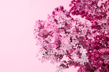 bouquet of purple and pink lilac on a pink background