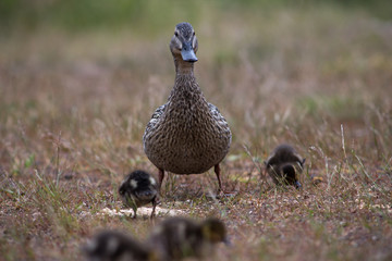 Adult wild duck with little ducklings walk and feed on a grassy meadow during the rain
