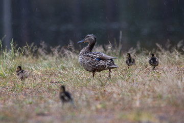 Adult wild duck with little ducklings walk and feed on a grassy meadow during the rain