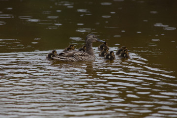 Adult wild duck with little ducklings swim together in the lake during the rain