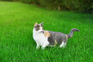 Three coloured cat playing in the bright green grass in summer outside.