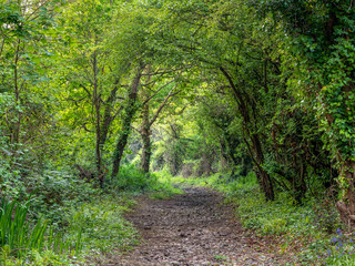 Green woodland path in Kenwith local nature reserve in Bideford, Devon, UK in spring 2020. Beautiful nature trail, walk.