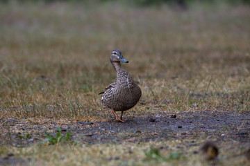 Adult wild duck with little ducklings walk and feed on a grassy meadow during the rain