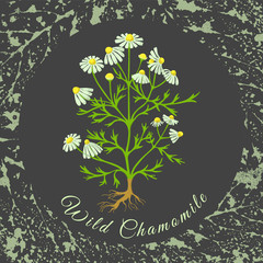 Obraz premium Colored Wild Chamomile on the Textured Substrate