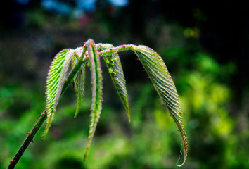 Wild plant Rubus ulmifolius, Colombia