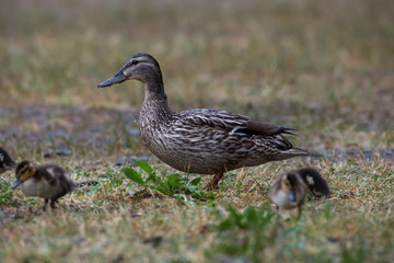 Adult wild duck with little ducklings walk and feed on a grassy meadow during the rain