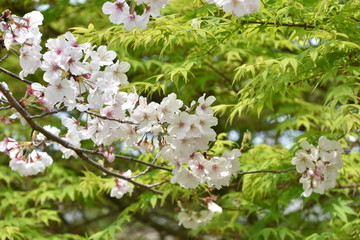 桜と新緑　鹿児島県出水市
