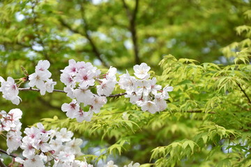 桜と新緑　鹿児島県出水市