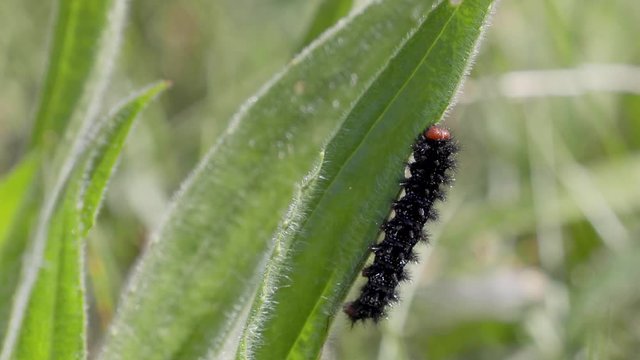 Glanville Fritillary Caterpillars. About 25mm long. 