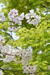 桜と新緑　鹿児島県出水市