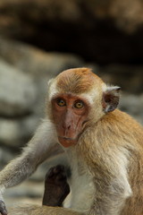 Monkey face. Wildlife in the forest of Thailand. Funny primate.