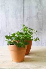 ミントの鉢植え © cat_smile