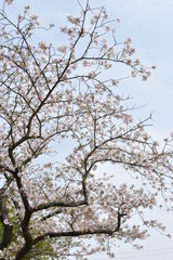 桜と新緑　鹿児島県出水市