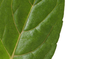 ミントの葉のクローズアップ