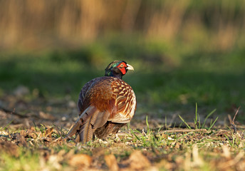 Male common pheasant (Phasianus colchicus) in spring morning light walking in meadow.  Contrast bright colors detailed close up. Czech nature during spring