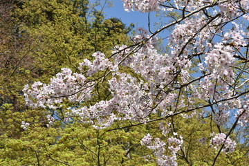 桜と新緑　鹿児島県出水市