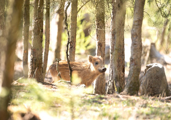 wild boar, sus scrofa, spring behavior, Europe nature, mammal life, Life in the forest, wild boar in the nature, wild boar in the forest, wild pig, hidden life	