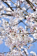 Fototapeta premium 桜と新緑 鹿児島県出水市