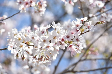 Obraz premium 桜と新緑 鹿児島県出水市