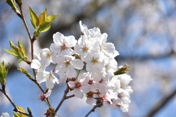 桜と新緑　鹿児島県出水市