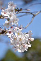 桜と新緑　鹿児島県出水市