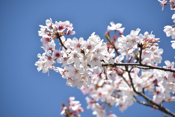 桜と新緑　鹿児島県出水市